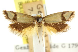  (Sclerocris comoxantha - CCDB-15827-B02)  @11 [ ] CreativeCommons - Attribution (2011) CSIRO/CBG Photography Group Centre for Biodiversity Genomics