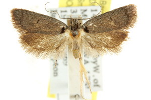  (Sclerocris sp. ANIC10 - CCDB-15827-C04)  @13 [ ] CreativeCommons - Attribution (2011) CSIRO/CBG Photography Group Centre for Biodiversity Genomics