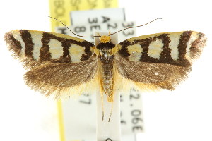  (Sclerocris tetragona - CCDB-15827-D05)  @13 [ ] CreativeCommons - Attribution (2011) CSIRO/CBG Photography Group Centre for Biodiversity Genomics