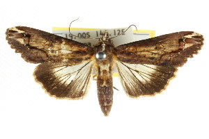  (Lophoptera nama - CCDB-15831-A09)  @15 [ ] CreativeCommons - Attribution (2011) CSIRO/CBG Photography Group Centre for Biodiversity Genomics