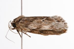  ( - ANIC Gen No. 000580)  @13 [ ] Copyright (2010) Australia National Insect Collection Australia National Insect Collection
