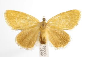  ( - ANIC Gen No. 000922)  @13 [ ] Copyright (2010) Australia National Insect Collection Australia National Insect Collection