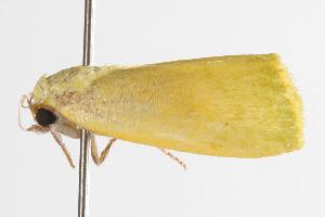  ( - ANIC Gen No. 000942)  @13 [ ] Copyright (2010) Australia National Insect Collection Australia National Insect Collection