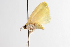  ( - ANIC Gen No. 000943)  @13 [ ] Copyright (2010) Australia National Insect Collection Australia National Insect Collection