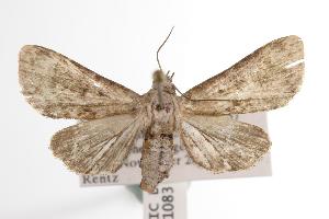  ( - ANIC Gen No. 001083)  @14 [ ] Copyright (2010) Australia National Insect Collection Australia National Insect Collection