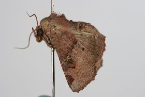  ( - ANIC Gen No. 000379)  @13 [ ] Copyright (2010) Australia National Insect Collection Australia National Insect Collection
