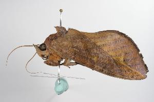  ( - ANIC Gen No. 000518)  @13 [ ] Copyright (2010) Australia National Insect Collection Australia National Insect Collection