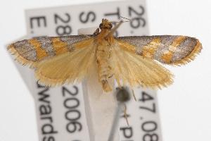  (Metallarcha phaenolis - ANIC Gen No. 001439)  @14 [ ] Copyright (2010) Australia National Insect Collection Australia National Insect Collection