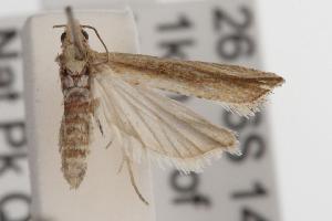  ( - ANIC Gen No. 001580)  @12 [ ] Copyright (2010) Australia National Insect Collection Australia National Insect Collection