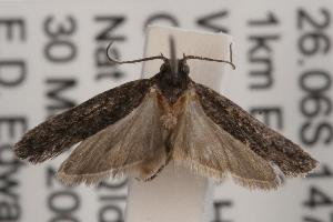  ( - ANIC Gen No. 001595)  @14 [ ] Copyright (2010) Australia National Insect Collection Australia National Insect Collection