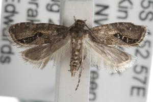  ( - ANIC Gen No. 001758)  @14 [ ] Copyright (2010) Australia National Insect Collection Australia National Insect Collection