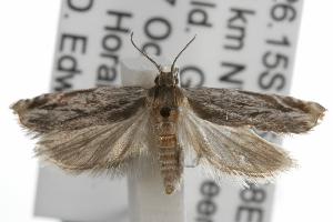  ( - ANIC Gen No. 001816)  @13 [ ] Copyright (2010) Australia National Insect Collection Australia National Insect Collection
