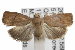  ( - ANIC Gen No. 001829)  @13 [ ] Copyright (2010) Australia National Insect Collection Australia National Insect Collection