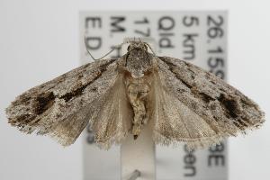  ( - ANIC Gen No. 001870)  @14 [ ] Copyright (2010) Australia National Insect Collection Australia National Insect Collection