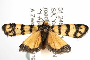  (Eutane sp. ANIC1 - ANIC Gen No. 003054)  @14 [ ] Copyright (2010) Australia National Insect Collection Australia National Insect Collection