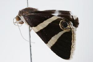  ( - ANIC Gen No. 000204)  @14 [ ] Copyright (2010) Australia National Insect Collection Australia National Insect Collection