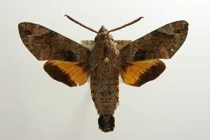  ( - ANIC Gen No. 003226)  @12 [ ] Copyright (2010) Australia National Insect Collection Australia National Insect Collection