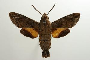  ( - ANIC Gen No. 003227)  @14 [ ] Copyright (2010) Australia National Insect Collection Australia National Insect Collection