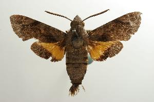  ( - ANIC Gen No. 003228)  @12 [ ] Copyright (2010) Australia National Insect Collection Australia National Insect Collection