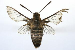  ( - ANIC Gen No. 003237)  @13 [ ] Copyright (2010) Australia National Insect Collection Australia National Insect Collection