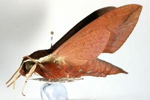  ( - ANIC Gen No. 003245)  @13 [ ] Copyright (2010) Australia National Insect Collection Australia National Insect Collection