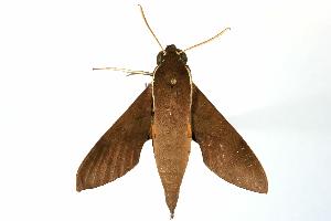  ( - ANIC Gen No. 003252)  @13 [ ] Copyright (2010) Australia National Insect Collection Australia National Insect Collection