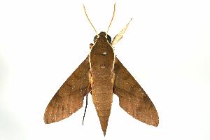  ( - ANIC Gen No. 003253)  @13 [ ] Copyright (2010) Australia National Insect Collection Australia National Insect Collection