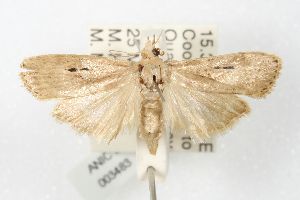  (Heteromicta nigricostella - ANIC Gen No. 003483)  @14 [ ] Copyright (2010) Australia National Insect Collection Australia National Insect Collection