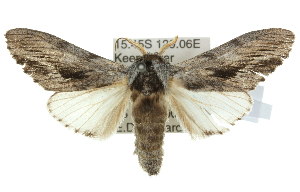  ( - 10ANIC-00211)  @14 [ ] CreativeCommons - Attribution (2010) CSIRO/CBG Photography Group Centre for Biodiversity Genomics