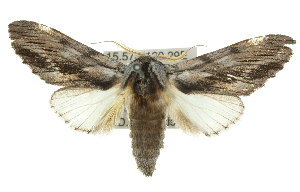  ( - 10ANIC-00212)  @14 [ ] CreativeCommons - Attribution (2010) CSIRO/CBG Photography Group Centre for Biodiversity Genomics