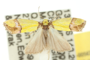  (Licnoptera sp. A - 10ANIC-00567)  @11 [ ] CreativeCommons - Attribution (2010) CSIRO/CBG Photography Group Centre for Biodiversity Genomics