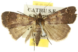  ( - 10ANIC-01600)  @13 [ ] CreativeCommons - Attribution (2010) CSIRO/CBG Photography Group Centre for Biodiversity Genomics