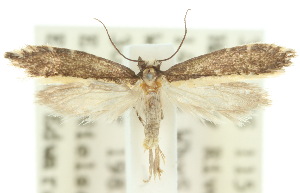  (Ptyssoptera sp. ANIC2 - 10ANIC-02686)  @15 [ ] CreativeCommons - Attribution (2010) CSIRO/CBG Photography Group Centre for Biodiversity Genomics