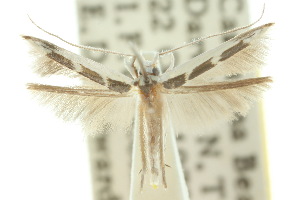  (Vanicela xenadelpha - 10ANIC-05220)  @14 [ ] CreativeCommons - Attribution (2010) CSIRO/CBG Photography Group Centre for Biodiversity Genomics