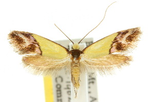  (Edosa xystidophora - 10ANIC-05348)  @15 [ ] CreativeCommons - Attribution (2010) CSIRO/CBG Photography Group Centre for Biodiversity Genomics