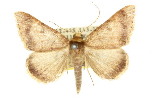  (Plecoptera quaesita - 10ANIC-05719)  @15 [ ] CreativeCommons - Attribution (2010) CSIRO/CBG Photography Group Centre for Biodiversity Genomics