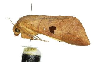  ( - 10ANIC-07339)  @12 [ ] CreativeCommons - Attribution (2010) CSIRO/CBG Photography Group Centre for Biodiversity Genomics