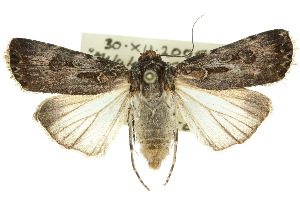  ( - 10ANIC-08145)  @14 [ ] CreativeCommons - Attribution (2010) CSIRO/CBG Photography Group Centre for Biodiversity Genomics