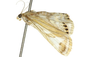  ( - 10ANIC-09059)  @12 [ ] CreativeCommons - Attribution (2010) CSIRO/CBG Photography Group Centre for Biodiversity Genomics