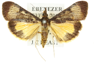  (Uresiphita ornithopteralis - 10ANIC-10094)  @15 [ ] CreativeCommons - Attribution (2010) CSIRO/CBG Photography Group Centre for Biodiversity Genomics