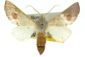  (Oenochroma cycnoptera - 10ANIC-11200)  @15 [ ] CreativeCommons - Attribution (2010) CSIRO/CBG Photography Group Centre for Biodiversity Genomics