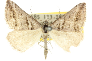  (Dichromodes consignata - 10ANIC-12008)  @11 [ ] CreativeCommons - Attribution (2010) CSIRO/CBG Photography Group Centre for Biodiversity Genomics