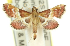  (Persicoptera sp. ANIC1 - 11ANIC-01750)  @14 [ ] CreativeCommons - Attribution (2011) CSIRO/CBG Photography Group Centre for Biodiversity Genomics