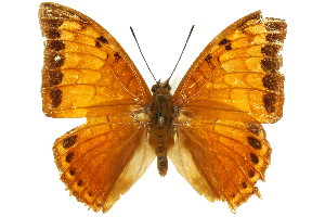  (Charaxes latona - 11ANIC-07458)  @15 [ ] CreativeCommons - Attribution (2011) CSIRO/CBG Photography Group Centre for Biodiversity Genomics