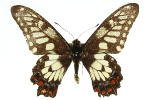  (Papilio anactus - 11ANIC-07855)  @15 [ ] CreativeCommons - Attribution (2011) CSIRO/CBG Photography Group Centre for Biodiversity Genomics