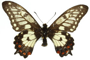  (Papilio anactus - 11ANIC-07856)  @15 [ ] CreativeCommons - Attribution (2011) CSIRO/CBG Photography Group Centre for Biodiversity Genomics