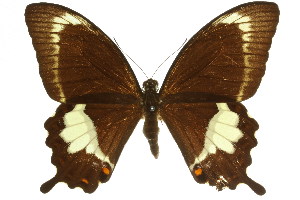  (Papilio fuscus - 11ANIC-07863)  @15 [ ] CreativeCommons - Attribution (2011) CSIRO/CBG Photography Group Centre for Biodiversity Genomics