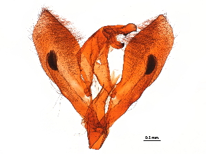  ( - 11ANIC-09231)  @11 [ ] CreativeCommons - Attribution (2019) CBG Photography Group Centre for Biodiversity Genomics