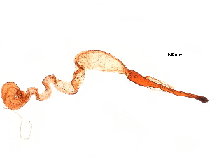  ( - 11ANIC-09231)  @11 [ ] CreativeCommons - Attribution (2019) CBG Photography Group Centre for Biodiversity Genomics