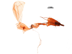  ( - 11ANIC-09232)  @11 [ ] CreativeCommons - Attribution (2019) CBG Photography Group Centre for Biodiversity Genomics